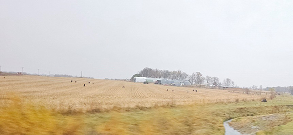 Cattle grazing corn stover in northeast Iowa.