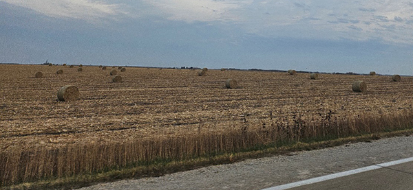 Recently baled corn stalks.