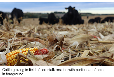 Cattle grazing in field of cornstalk residue with partial ear of corn in foreground.