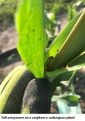 Fall armyworm on a sorghum x sudangrass plant