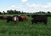 Cattle grazing in an alfalfa field.