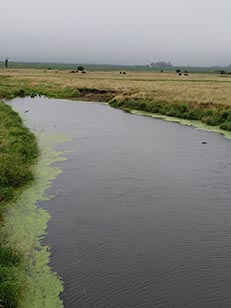 Blue-green algae along water's edge.