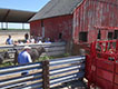 Cattle handling demonstration.