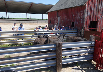 Cattle handling demonstration.