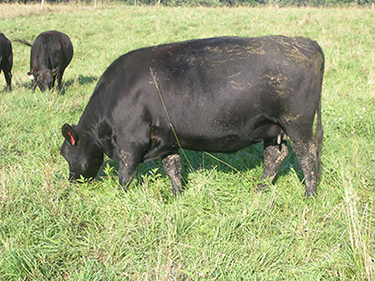 Black cow in field.