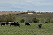 Cattle grazing in pasture.