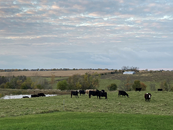 Cattle grazing in pasture.