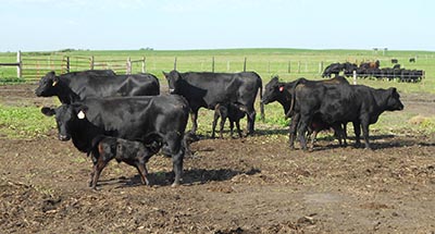 Cows and new calves in field.