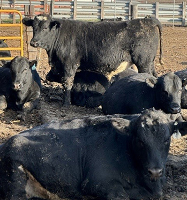 Dairy beef cattle In pen.