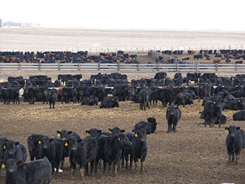 Black steers in feedlot pens.