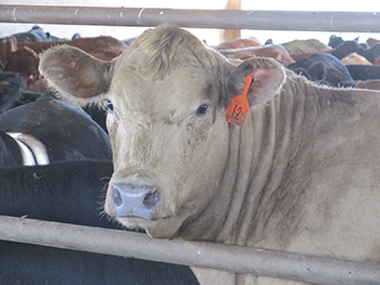 White steer in feedlot pen.