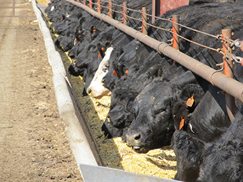 Feedlot cattle eating at feed bunk.