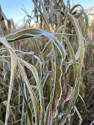 Frost on plant leaves.