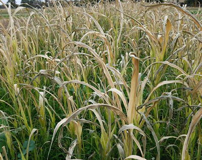 Sorghum plants after a frost.