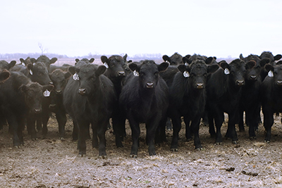 Group of black heifers.