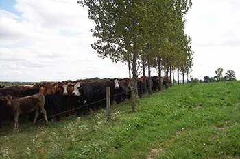 Cattle behind fence.