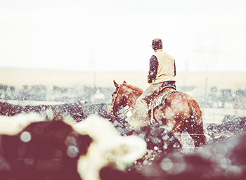 Horseman checking feedlot cattle.