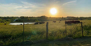 Cattle in pasture.