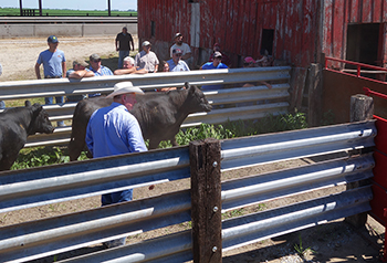 Cattle handling workshop in outdoor pens.