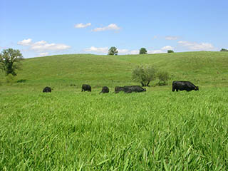 Cattle grazing in pasture.