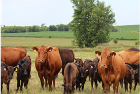 Red cows and calves in pasture.