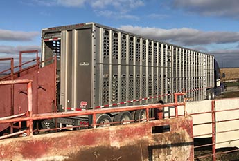 Semitrailer and chute For transporting cattle.