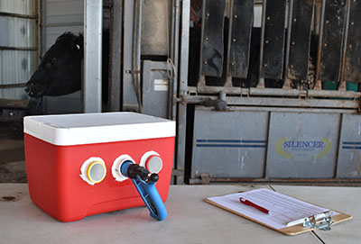 Data collection tools and equipment with steer in chute in the background.