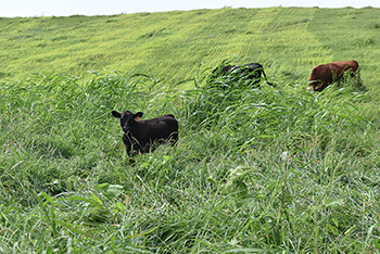 Calves grazing in Sudangrass.