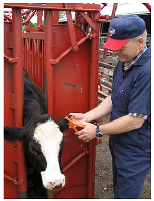 Veterinarian eartagging a calf.