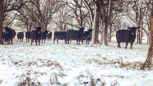 Black cattle standing on snow covered ground among trees.