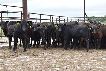 Weaned calves.