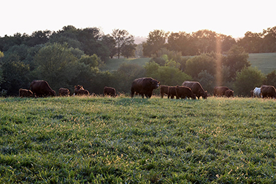 Cattle Grazing In Pasture.