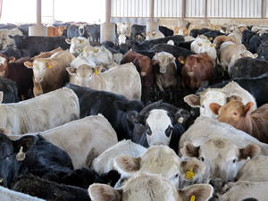 Cattle in feedlot.