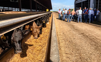 Feedlot cattle eating at bunk with short course attendees in the background.