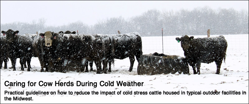 Caring for cow herds in cold weather.